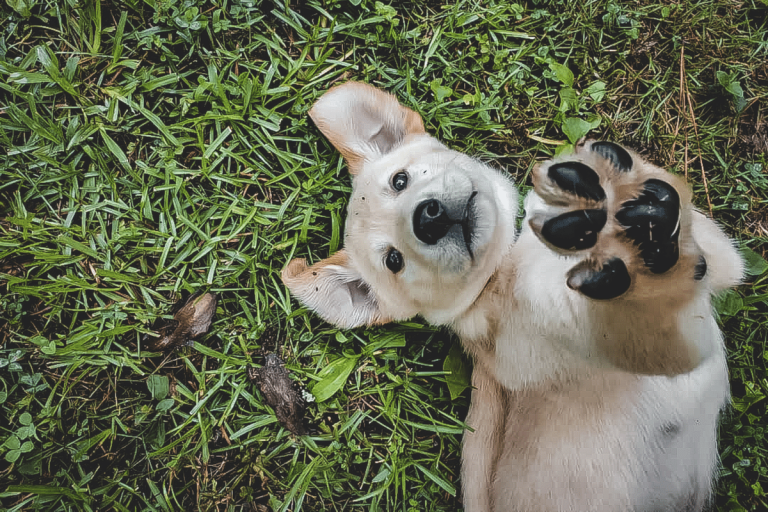 Seguro de animales en Alemania